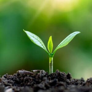 Formación Insumos / Fertilizantes